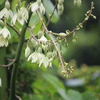 Furcraea foetida (L.) Haw.